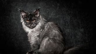 Image result for Maine Coon Cat