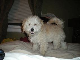 Image result for Poodle Terrier Mix