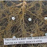 Image result for Soybean Nodule