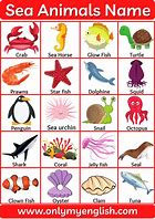 Image result for Ocean Mammals Animals