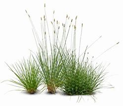 Image result for Tufty Plants