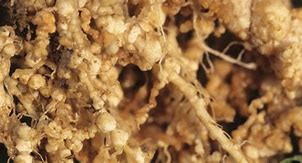 Image result for Root-Knot Nematode Tomato Roots