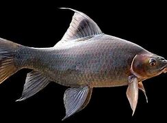 Image result for Ikan Arengan