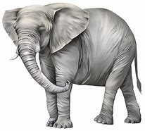 Image result for Free Png Elephant Clip Art