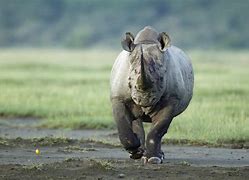 Image result for Dangerous African Animals