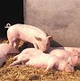 Image result for White Bush Pig