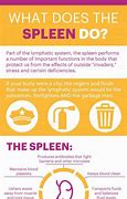 Image result for Spleen Disease Symptoms