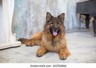 Image result for German Shepherd Tongue