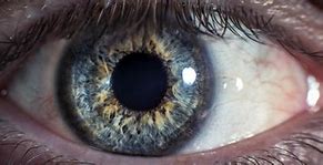 Image result for My Eye in Macro