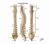 Image result for View of Spinal Column