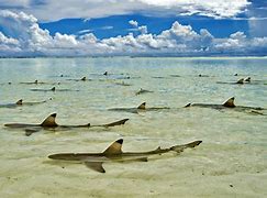 Image result for Aldabra Atoll Seychelles