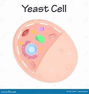 Image result for Yeast Cell Cartoon