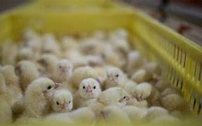 Image result for Chick Culling