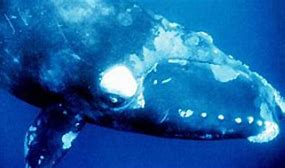 Image result for Pygmy Right Whale