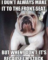 Image result for English Bulldog Memes