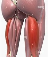 Image result for Biceps Alamy