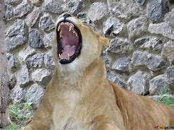 Image result for Lion Raors