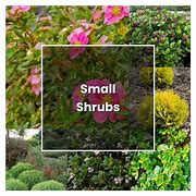 Image result for Shrubs Plant