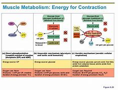 Image result for Energy Systems for Muscles