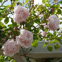 Image result for New Dawn Climbing Rose