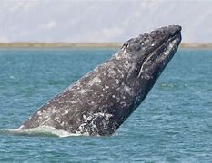 Image result for Gray Whale Pictures