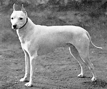 Image result for White Big Terrier