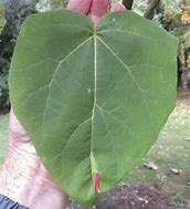 Image result for Big Leaf Bug