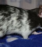 Image result for Dalmation Rat