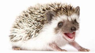 Image result for Baby Hedgehog