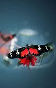 Image result for Water Butterfly Wallpaper