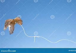 Image result for Kestrel Falconry