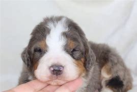 Image result for Large Bernedoodle