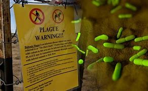 Image result for Black Death Plague Cure