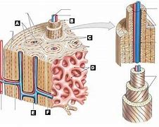 Image result for Osteon Labeling