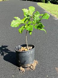 Image result for Swamp White Oak Tree