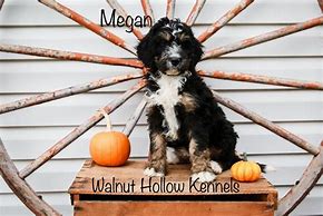 Image result for Owl Hollow Kennels Culleoka TN