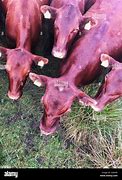 Image result for cattle herd aerial view