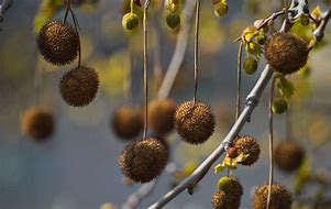 Image result for Sycamore Plant