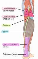 Image result for Lower Leg Muscles Diagram