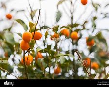 Image result for Kumquat Fruit Tree Fertilizer