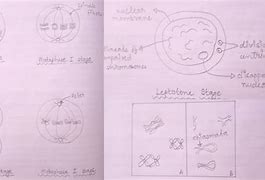 Image result for Meiosis 1 and 2 Drawing