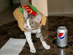 Image result for Cat Eating Hot Dog