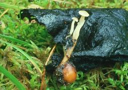 Image result for Mushroom Sclerotia