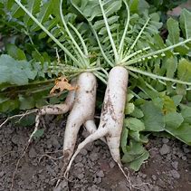 Image result for Daikon Leaf