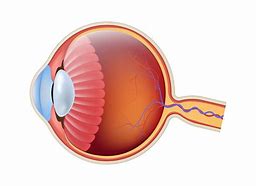 Image result for Eye Ball Anatomy Retina