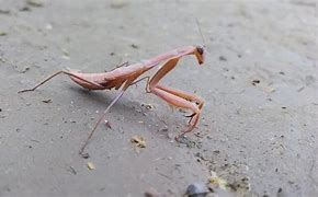 Image result for Arthropoda Insecta