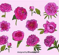 Image result for Peony Bush Vector