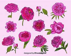 Image result for Peony Vector