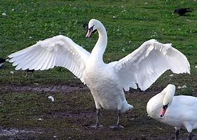 Image result for Unusual Swans