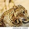 Image result for Leopard Front